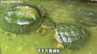 鳄兽池投喂鳄鱼鳄龟吃锦鲤，大鳄鱼状态越来越狗了，简直就是狗鳄