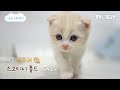 나는 태어난 지 36일 된 스코티시 폴드 새끼다 [애니멀봐 나새끼 94호] ㅣI’m A 36 Day Old Scottish Fold Kitten