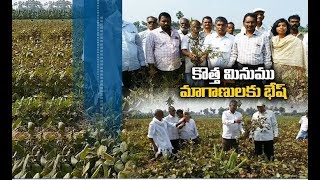 Jaikisan AP | 24th Dec19 | ఘంటశాల పరిశోధనా స్థానం నుంచి నూతన మినుము రకం విడుదల