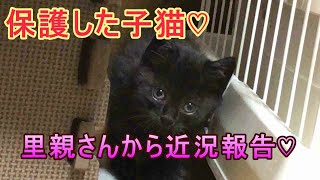 【保護した子猫】里親さんの所で幸せになった子猫ちゃん