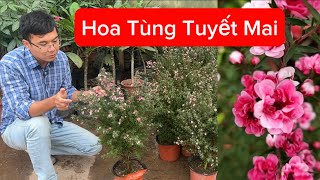 Cây Hoa Tùng Tuyết Mai l Hoa Đẹp Trưng Tết 2024 l Bông Hoa Nhỏ Xinh Rất Thơm