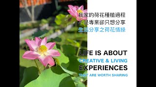 生活分享之荷花種植（Lotus Planting Sharing)