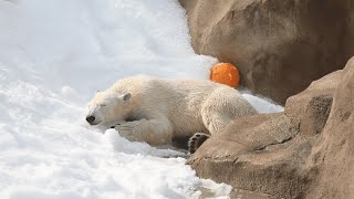 雪にスリスリするゆめちゃん🐻‍❄️⛄【王子動物園】