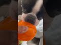 このおもちゃも大好き　 shorts bostonterrier dog