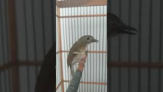 Playtube Pk Ultimate Video Sharing Website