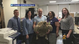 Stolen Tortoise Found Safe