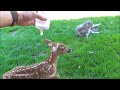 baby deer fawn jumping u0026 hopping cutest compilation