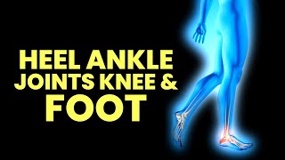 Strengthen Tibialis Anterior Muscles | Heal Ankle Joints Knee and Foot | Improve Your Gait Cycle