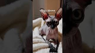 스핑크스 고양이: 매력적인 미스터리, 털 없는 귀요미! #animals #cat #catvideos