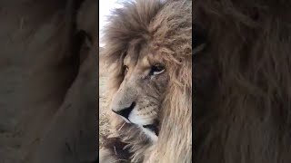 Have You Ever Heard a Lion Sneeze? || ViralHog