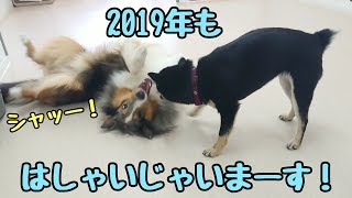 2019年も元気なシェルティと柴犬 【ひみつきちなう！③】2019年1月8日