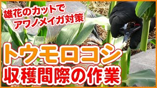 Tips for working on the verge of harvesting corn taught by Japanese farmers.