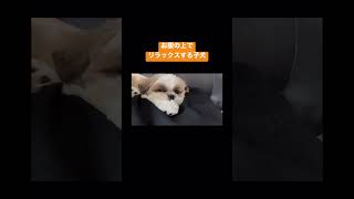 【お腹の上で溶けてます】 #シーズー #シーズー子犬 #シーズー大好き #パピー #ペット動画 #シーズー犬 #子犬 #子犬の日常 #子犬を飼う #子犬の成長記録