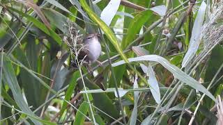 Cetti`s zanger - Cetti`s Warbler - The Netherlands - Dorus Duits -25 - 10 - 2023