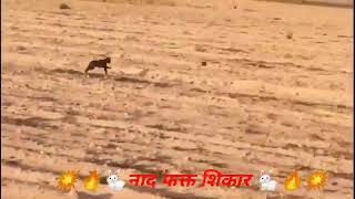 Kolhapur Dog Racing/Dog Race|Rajmudra/Dog Race Maharashtra/Caravan Dog Race/ Mudhol Hound/ladu @💖👑 👑