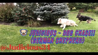 🐶 Judicious - DOG CHASE!! (German Shepherd)