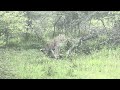 A mother's call. Wait until the young leopard finds the courage to cross. #leopard 