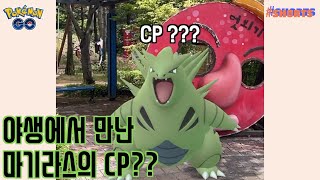 야생에서 만난 마기라스의 CP는 ?? | 포켓몬고