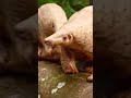 the strangest animal you ve never heard of the indian pangolin an anteater 2