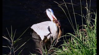 アオサギ調布地区朝ご飯 2024 11 29 #アオサギ #野鳥 #birds #wildlife #nature #自然観察ぶらり散歩