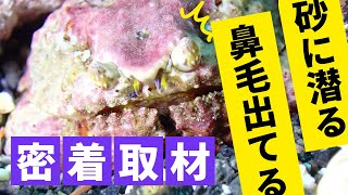 【砂に潜るカニ】コブカラッパが可愛すぎるので見てほしい。体験ダイビングでも見れるよ！