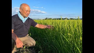 阿部自然農園 岩手県奥州市胆沢 無肥料自然栽培  ～おいしいはしあわせ動画シリーズvol.22～