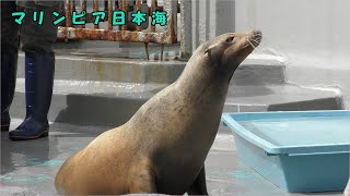 【マリンピア日本海】鰭脚類の解説（アシカのミサキ）