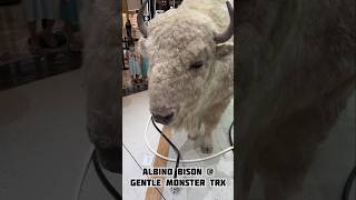 Albino Bison @ Gentle Monster TRX