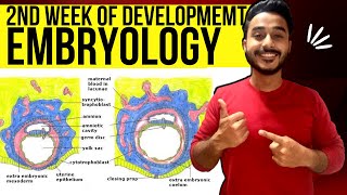 second week of development embryology | general embryology bilaminar germ disc formation