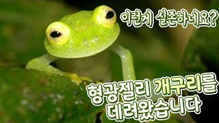 결국 한국에 데려왔어요ㅋㅋ실존하는 젤리개구리