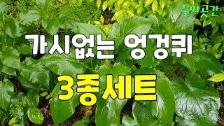 가시없는 엉겅퀴 3종세트 #고려엉겅퀴.정영엉겅퀴.좁은잎엉겅퀴