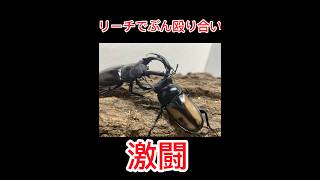 ［魔角無双］ボイレアウイシカクワガタVS フォルスターフタマタクワガタ　［クワガタ相撲］ #shortvideo  #asmr