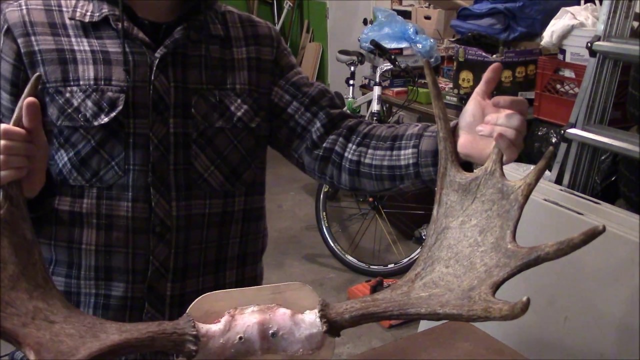 How To Mount Antlers Part 1 - YouTube