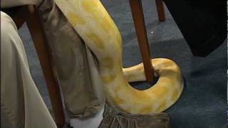 VIDEO: Mango The Snake Goes Wild In NBC 4 Studio