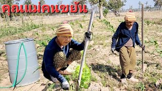 เวลาว่างจากการเข้าวัดของคุณแม่ ก็อยู่กับสวน.🌷🌾🌲🌴🌻22/12/2022