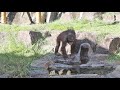 水を入れたペットボトルをジュリーさんにあげたリキ・オランウータン