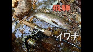 岐阜の山奥で釣りをしたら尺イワナがいっぱい釣れたよ。｜渓流釣り