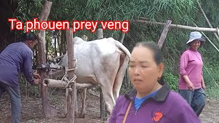 តាភឿន គោបា.Ta Phoeun, a Cambodian cow, jumps back fast