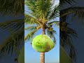 Buah kelapa ajaib #fypシ゚viral #funny #animasibuah #trending #trending #animasi #buahkelapa #fruit