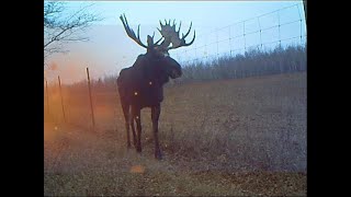 River Quest Alberta Moose Hunt 2024