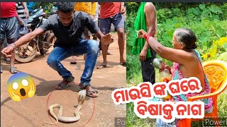 🐍 ମାଉସି ଙ୍କ ଘରେ ବିଷାକ୍ତ ନାଗ || Aggressive Cobra Rescue .