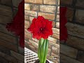 Bold Blooms A Vibrant Red Amaryllis  #flowers #bloomathome #bloomgarden #bloominggardens