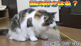 メインクーン「まる」　好きな色は何色？ Life With Four Cats142 #猫 #ねこ #大きい猫