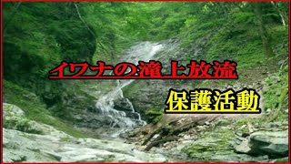 渓流釣り  イワナの滝上放流  保護活動