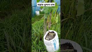 বস্তায় ধুন্দল চাষ দেখুন #farming #agriculture #viralshort