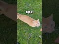 Cletis  High 5s #shorts #cat #cute #ytshorts #funny