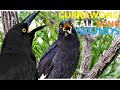 Currawong Bird. Currawong Bird Calls, Songs and Sounds at Sunrise