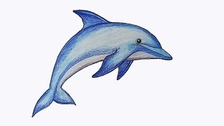 How to draw Dolphin step by step