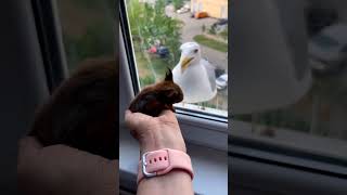 Interspecies encounter: squirrel startles seagull, revealing unfriendly neighborhood dynamics