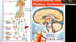Hormonal dysfunction after traumatic brain injury